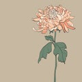 Vintage Chrysanthemum Ã¢â¬â Illustration